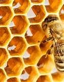 تعاونية الرحيق لتربية النحل