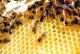 تعاونية اجلابي لتربية النحل