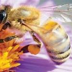 التعاونية الفلاحية نور تفليت لتربية النحل