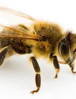 تعاونيةالريف التنمويةلتربيةالنحل