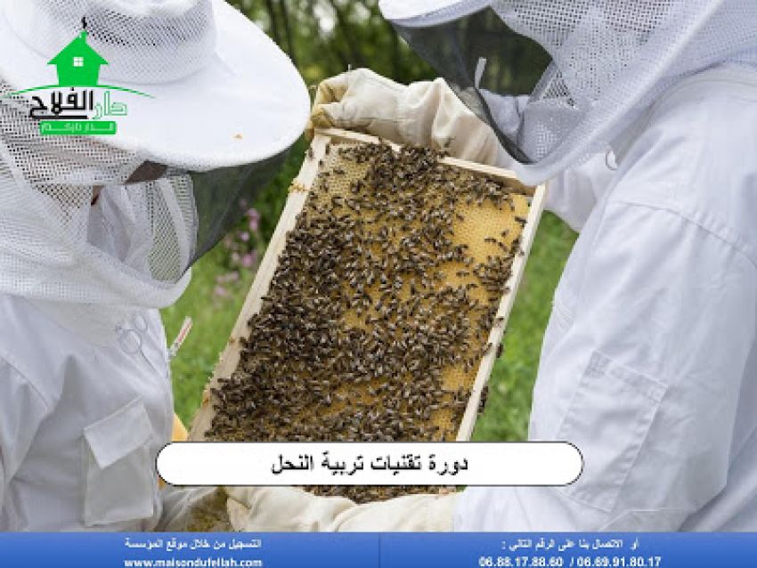 دورة تقنيات تربية النحل